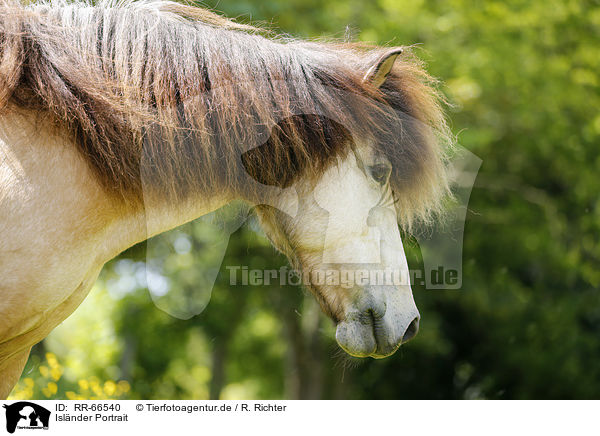 Islnder Portrait / Icelandic horse Portrait / RR-66540