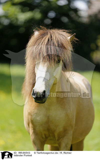 Islnder Portrait / Icelandic horse Portrait / RR-66543