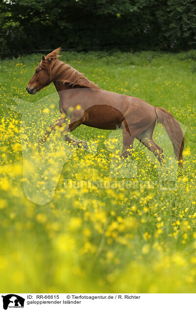 galoppierender Islnder / galloping Icelandic horse / RR-66615