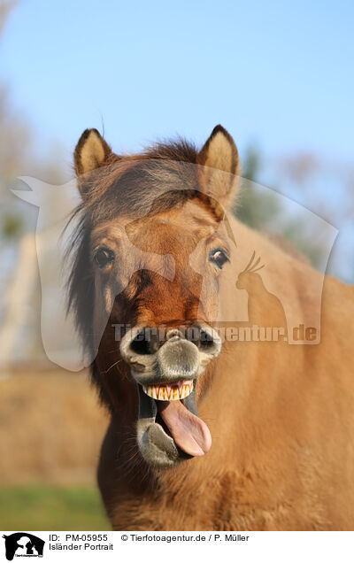 Islnder Portrait / Icelandic horse Portrait / PM-05955