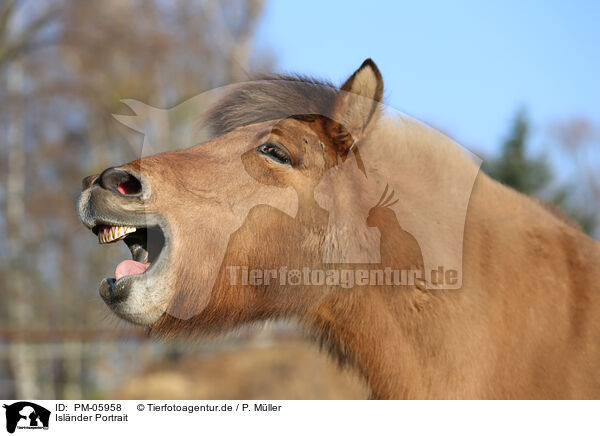 Islnder Portrait / Icelandic horse Portrait / PM-05958