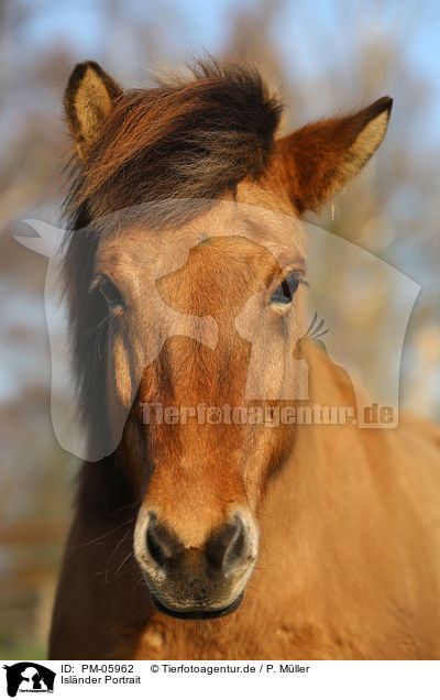 Islnder Portrait / Icelandic horse Portrait / PM-05962