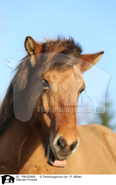 Islnder Portrait / Icelandic horse Portrait / PM-05968