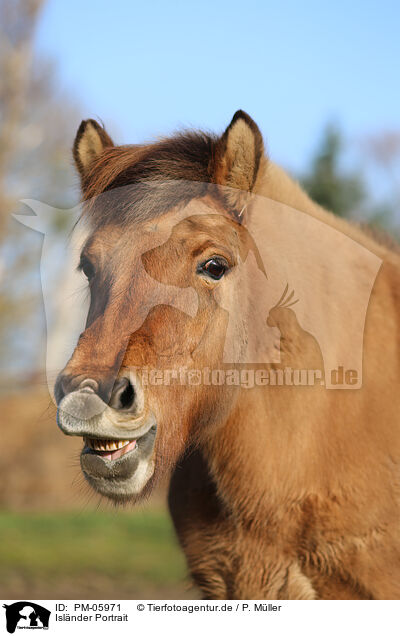 Islnder Portrait / Icelandic horse Portrait / PM-05971