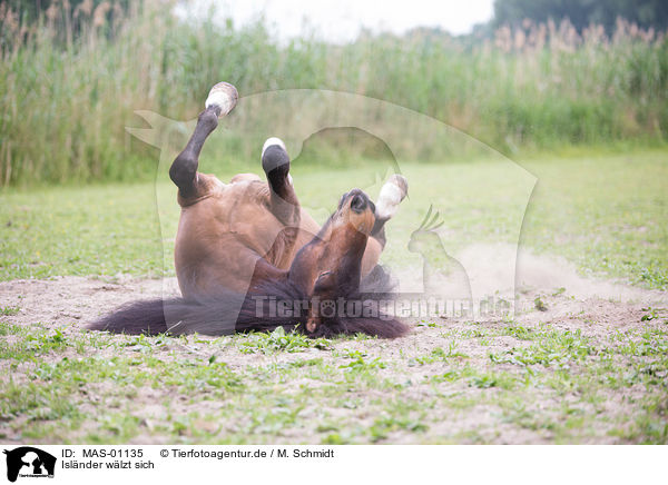 Islnder wlzt sich / rolling Icelandic horse / MAS-01135