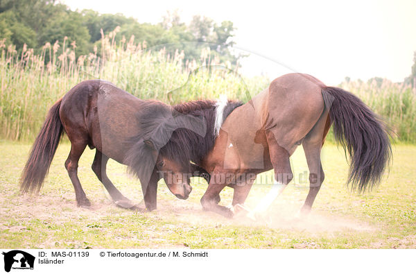 Islnder / Icelandic horses / MAS-01139