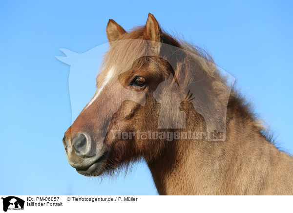 Islnder Portrait / Icelandic horse Portrait / PM-06057