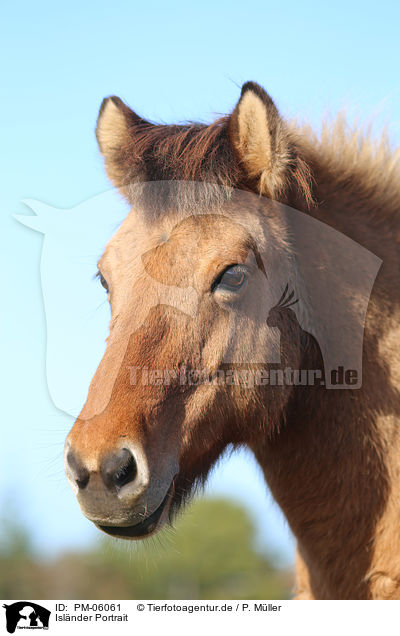 Islnder Portrait / Icelandic horse Portrait / PM-06061