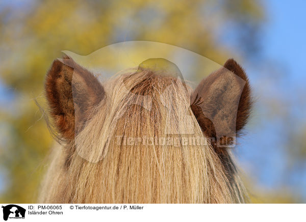 Isl�nder Ohren / Icelandic horse ears / PM-06065
