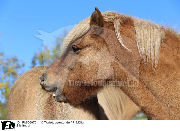 2 Islnder / 2 Icelandic horses / PM-06070