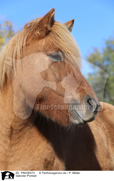 Islnder Portrait / Icelandic horse Portrait / PM-06073