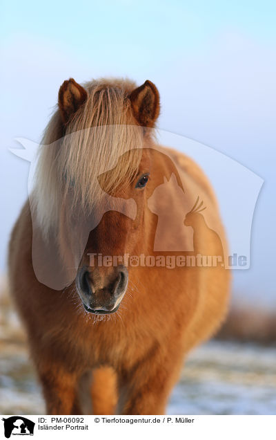 Islnder Portrait / Icelandic horse Portrait / PM-06092