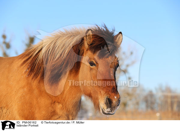Islnder Portrait / Icelandic horse Portrait / PM-06162