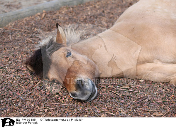 Islnder Portrait / Icelandic horse Portrait / PM-06185