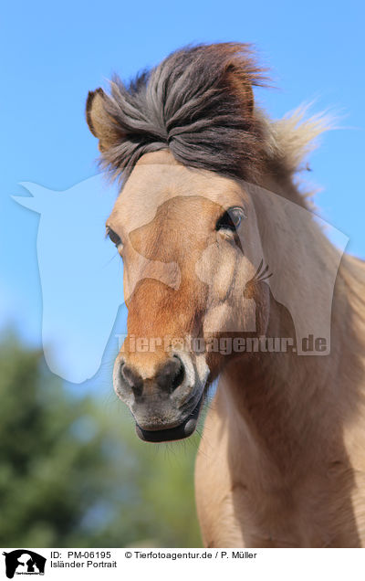 Islnder Portrait / Icelandic horse Portrait / PM-06195