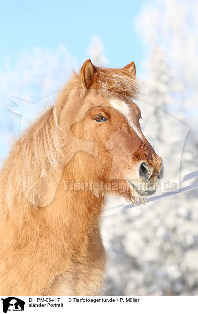 Islnder Portrait / Icelandic horse portrait / PM-06417