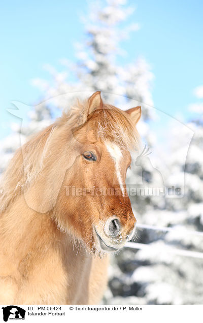 Islnder Portrait / Icelandic horse portrait / PM-06424