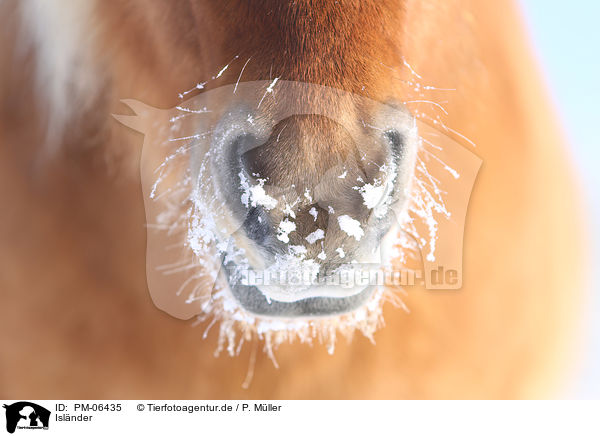 Islnder / Icelandic horse / PM-06435