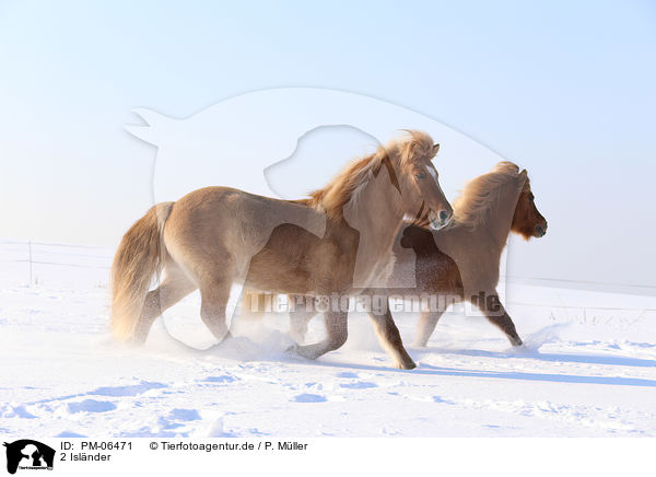 2 Isl�nder / 2 Icelandic horses / PM-06471