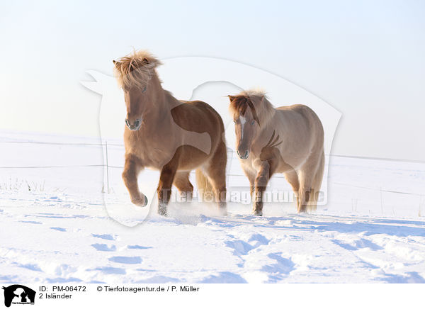 2 Isl�nder / 2 Icelandic horses / PM-06472
