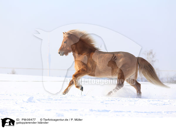 galoppierender Isl�nder / galloping Icelandic horse / PM-06477