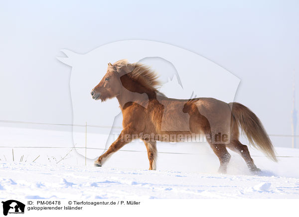 galoppierender Isl�nder / galloping Icelandic horse / PM-06478