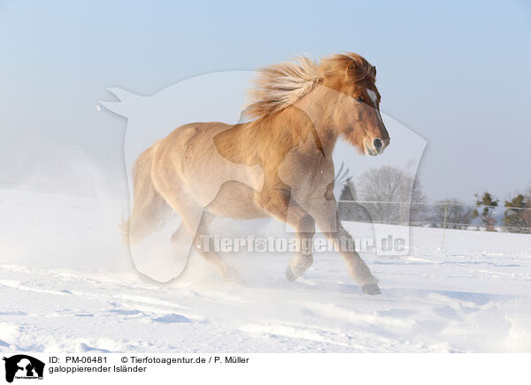 galoppierender Isl�nder / galloping Icelandic horse / PM-06481