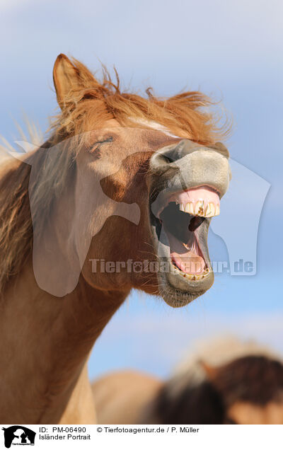 Isl�nder Portrait / Icelandic horse portrait / PM-06490