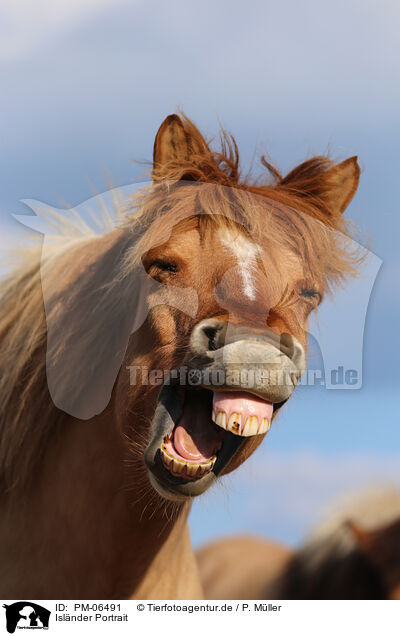 Isl�nder Portrait / Icelandic horse portrait / PM-06491