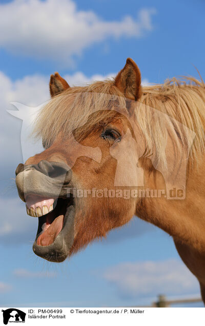 Islnder Portrait / Icelandic horse portrait / PM-06499