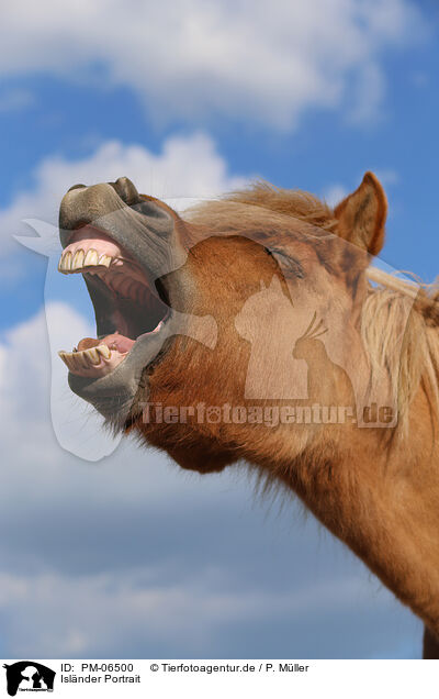 Islnder Portrait / Icelandic horse portrait / PM-06500