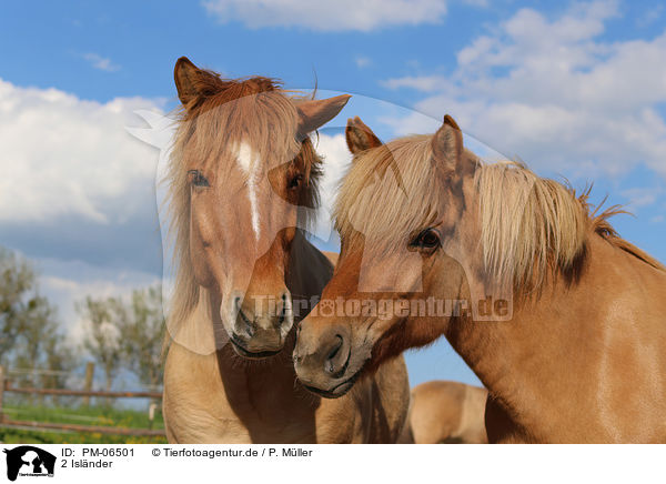 2 Islnder / 2 Icelandic horses / PM-06501