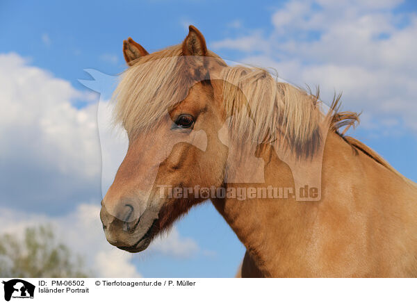 Islnder Portrait / Icelandic horse portrait / PM-06502