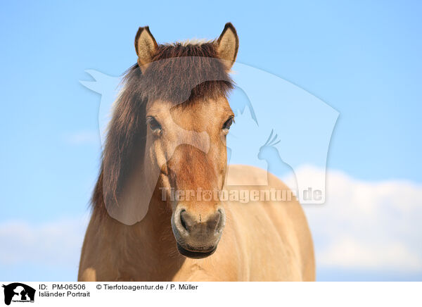 Islnder Portrait / Icelandic horse portrait / PM-06506