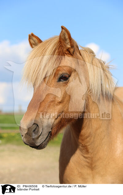 Islnder Portrait / Icelandic horse portrait / PM-06508