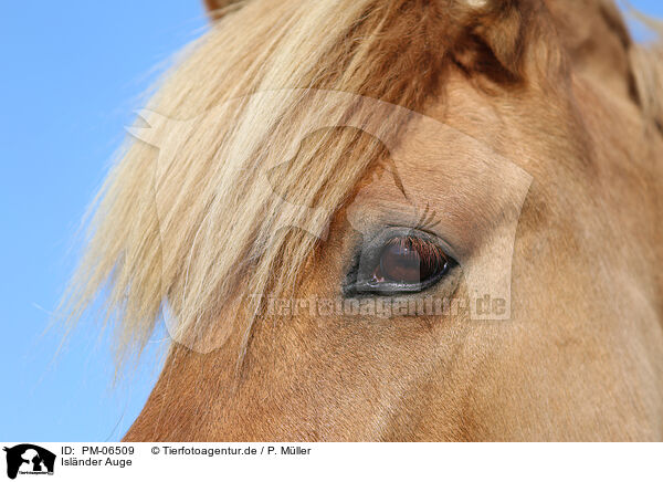 Islnder Auge / Icelandic horse eye / PM-06509