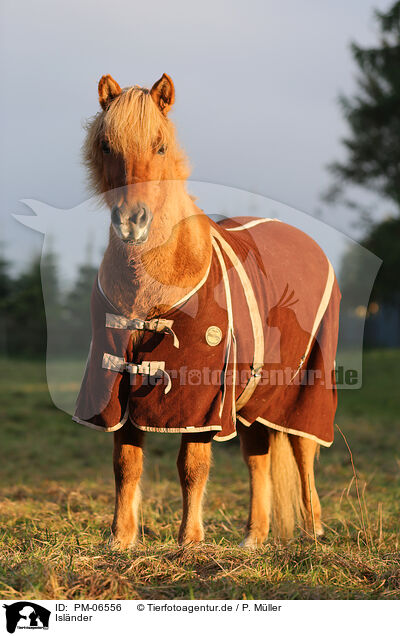 Isl�nder / Icelandic horse / PM-06556