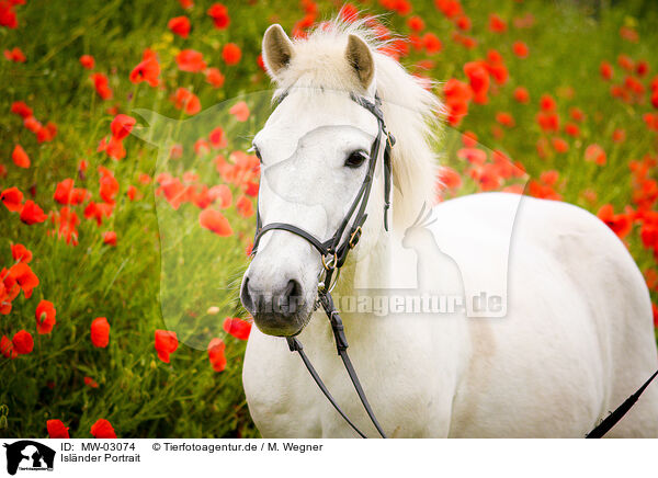 Islnder Portrait / Icelandic horse portrait / MW-03074