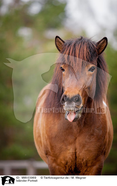 Islnder Portrait / MW-03969