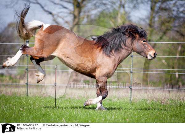 Islnder keilt aus / kicking Icelandic horse / MW-03977