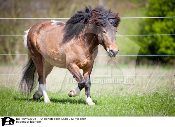 trabender Islnder / trotting Icelandic horse / MW-03995