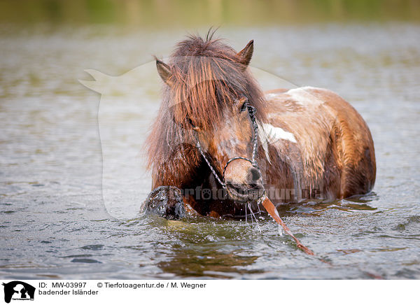 badender Islnder / bathing Icelandic horse / MW-03997