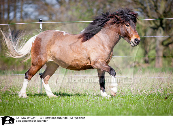 galoppierender Islnder / galloping Icelandic horse / MW-04024