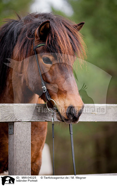 Islnder Portrait / Icelandic horse portrait / MW-04025