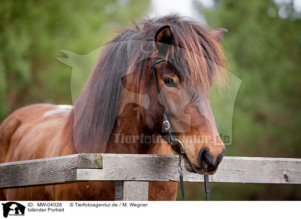 Islnder Portrait / Icelandic horse portrait / MW-04026