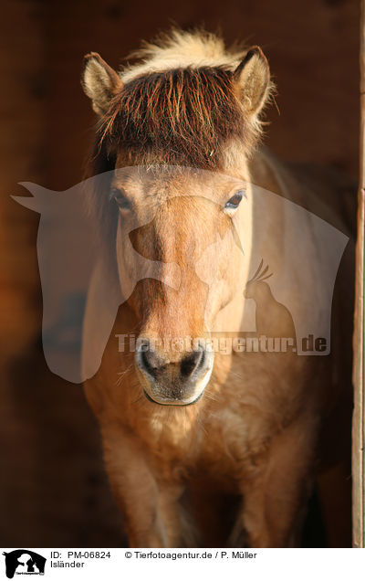 Islnder / Icelandic Horse / PM-06824