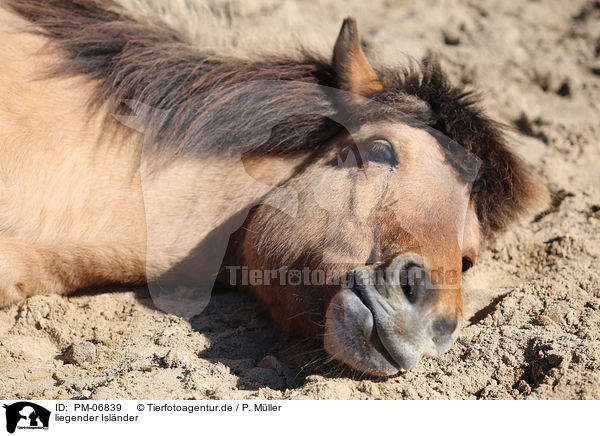 liegender Islnder / lying Icelandic Horse / PM-06839