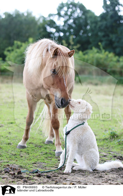 Islnder und Labradoodle / PM-06893