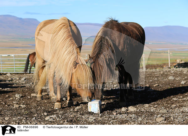 Isl�nder / Icelandic Horses / PM-06896