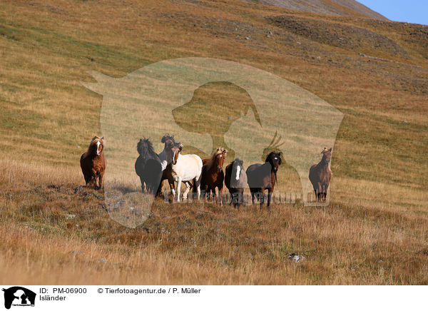 Isl�nder / Icelandic Horses / PM-06900